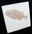 Predatory Phareodus Fossil Fish #8785-2
